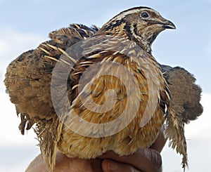 Man holds a quail in his hand against the blue sk