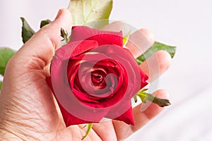 A man holds a red rose in his hand. Admiring the beauty of flowers_