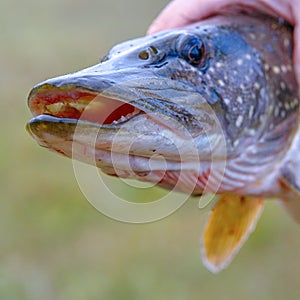 A man holds a river pike in his hands