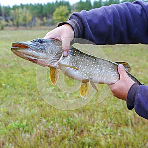 A man holds a river pike in his hands