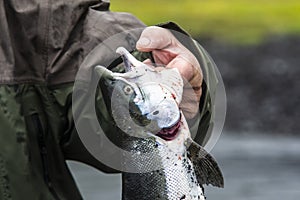 Man holds salmon