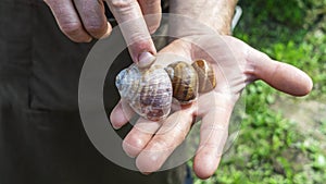 Man holds a snails in his hand. Helix Aspersa Muller, Maxima Snail, Organic Farming, Snail Farming