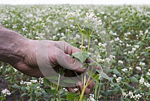 Man holds stalk of buckwheat flower on the field