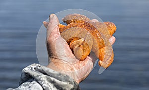 A man holds a starfish in his hand