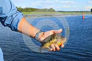 Man Holds Sunfish Caught Fishing a Crankbait Lure