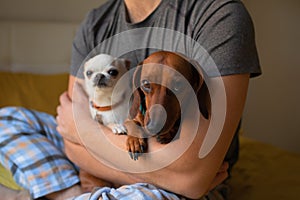 A man holds two small dogs in his arms.