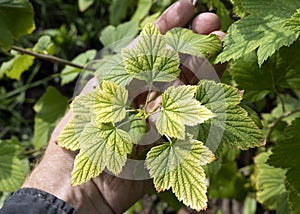 Man holds weakened plant with yellow leaves and streaks. Deficiency of minerals.