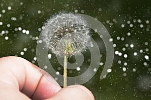 A man holds a white, fluffy dandelion in his hand.