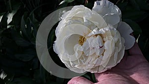 Man holds white peony flower in hand