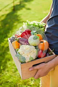 Man holds wooden box or crate full of freshly harvested vegetables, green grass background