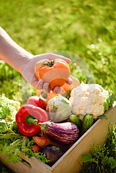 Man holds wooden box or crate full of freshly harvested vegetables, green grass background