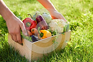 Man holds wooden box or crate full of freshly harvested vegetables, green grass background