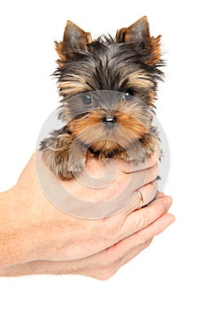 Man holds Yorkshire Terrier puppy in hands