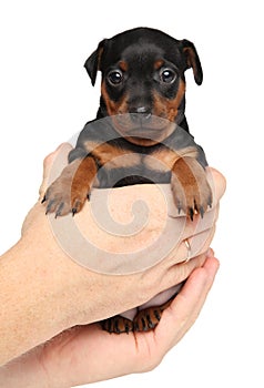 Zwerg pinscher puppy in hands photo