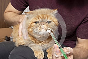 A man at home gives a pill to a sick cat of an exotic shorthair breed. A special syringe for administering drugs to animals