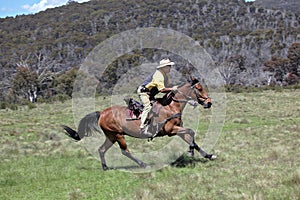 Man and horse