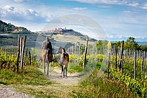 Man on a horse rides among beatiful Barolo vineyards with La Morra village on the top of the hill. Trekking pathway. Viticulture, photo