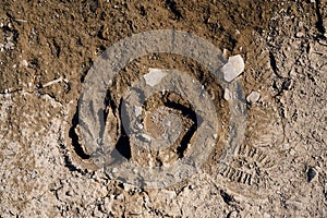 Man and horse shoe prints in a dried out mud