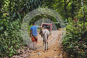 Man with horse transporting current generator through forest / j