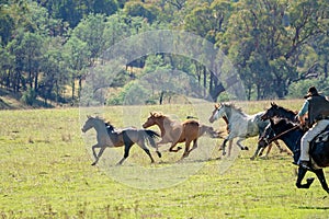 Man On Horseback Chasing Wild Horses