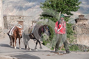 Man with horses, villager in Ladakh India mountain region