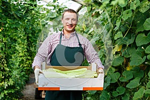 Man horticulturist in apron and gloves packing marrows to boxes in garden