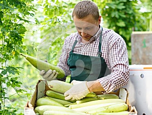 Man horticulturist in apron and gloves packing marrows to boxes in garden