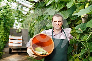 Man horticulturist in apron and gloves picking marrows to bucket in garden