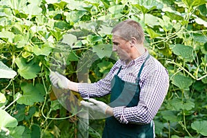 Man horticulturist in apron working with marrow seedlings in garden