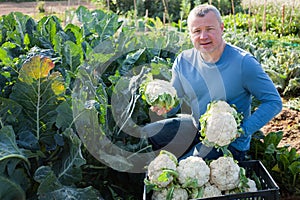 Man horticulturist showing harvest of cauliflower in garden