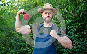 man horticulturist in straw hat with sweet pepper