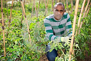 Man horticulturist working with tomatoes seedlings and wooden girders