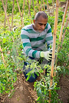 Man horticulturist working with tomatoes seedlings and wooden girders