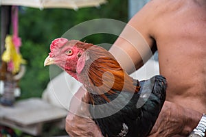 Man hug a Thai fighting or Rooster chicken