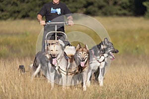 Man with husky Greenland dogs mushing in a green forest