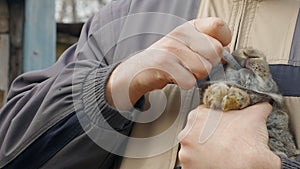 A man is inoculating a rabbit, injecting a syringe.