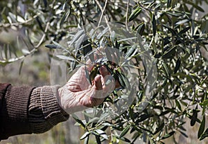 Man Inspecting the Olive leaves