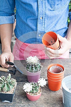 Man in jeans shirt holding garden tools, gardening cactus in pot