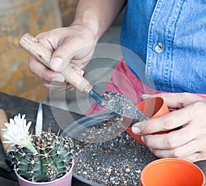 Man in jeans shirt holding garden tools, gardening cactus in pot