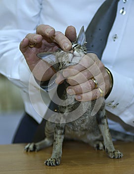 man judge hands estimating breed of pedigreed cat. Cat show