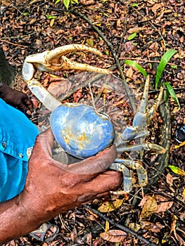 A man in the jungle outside of Monkey River, Belize, holding a blue land crab, or Cardisoma guanhumi.