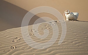 Man in kandura in a desert at sunrise