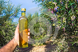 Man keeps a bottle of extra virgin olive oil in an olive tree field at Crete, Greece. photo