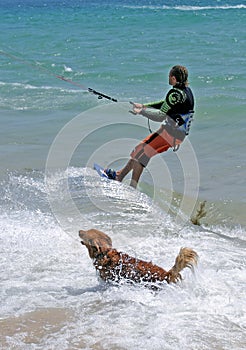 Man kitesurfing with golden retriever dog chasing him. photo