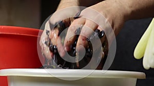 A man kneads with his hands the berries of blue grapes, taken from a bunch. Making homemade wine during an epidemic. Close-up shot