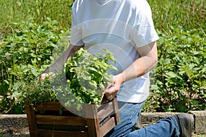 Man kneeling with box of herbs