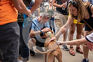 Man kneels to pet adoptable pitbull