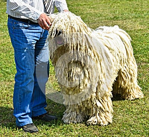 Man with a komondor dog