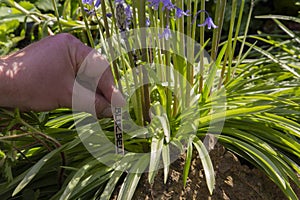 Man labelling  common bluebells,, Hyacinthoides non-scripta, with a wooden marker label in a garden