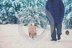 A man with a Labrador retriever dog walks in deep snow